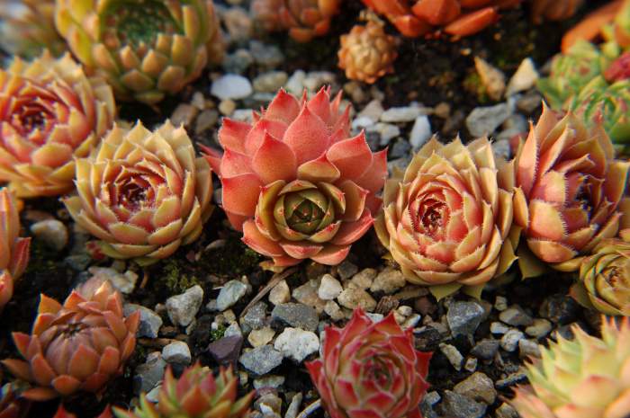 Sempervivum Dachwurz Hauswurz